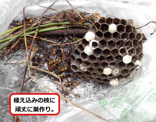蜂の巣枝撤去