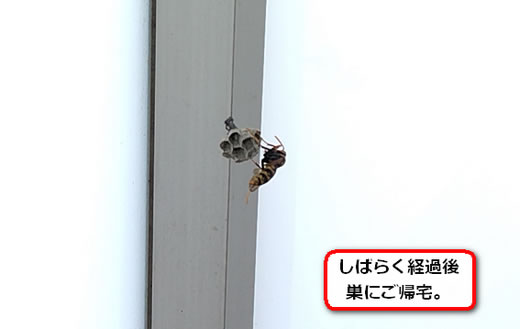 一匹のハチ