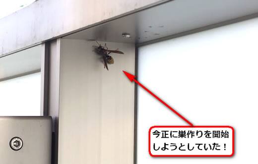 アシナガバチ巣作り開始