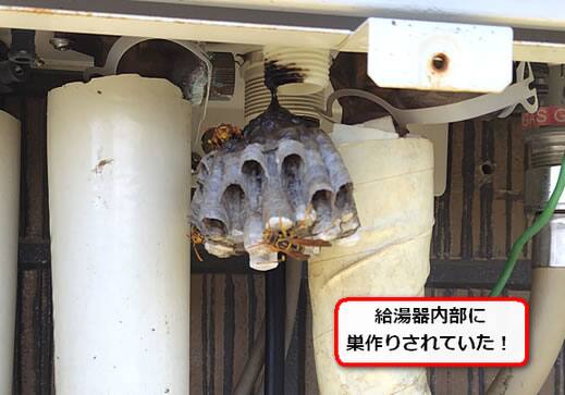 セグロアシナガバチの巣駆除
