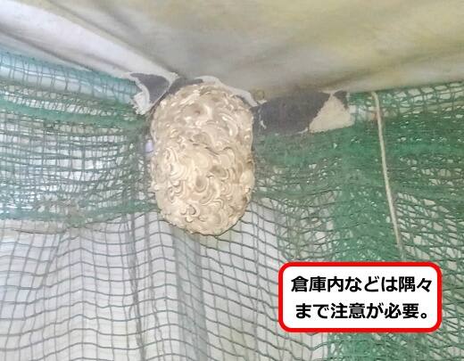 建屋スズメバチ巣
