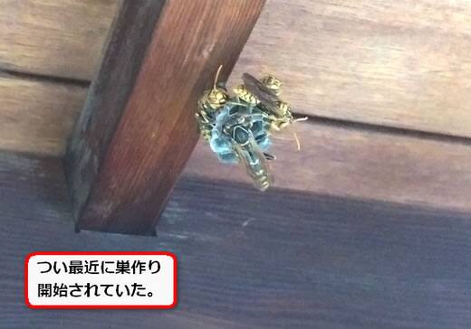 出来立て蜂の巣