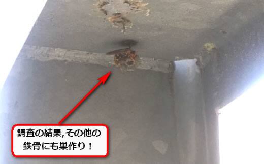 アシナガバチ巣鉄骨