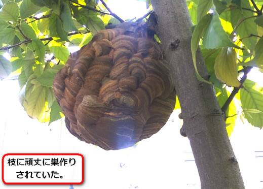 スズメバチ巣植木