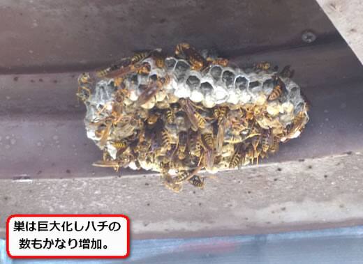 階段アシナガバチ巣