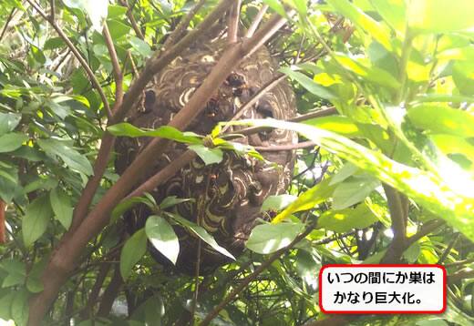 植木スズメバチ巣