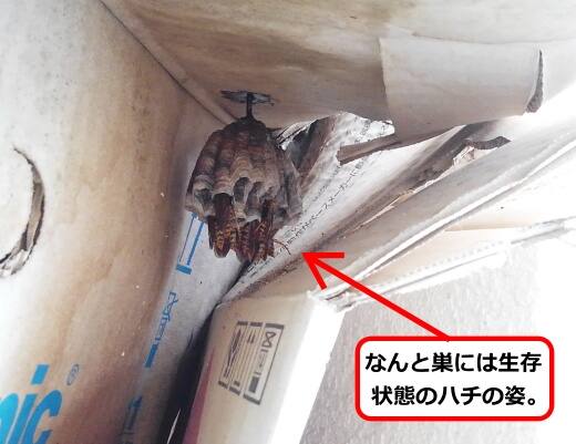 段ボール蜂の巣冬眠