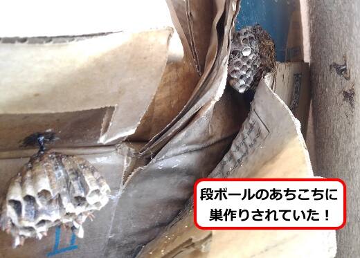 ダンボール蜂の巣