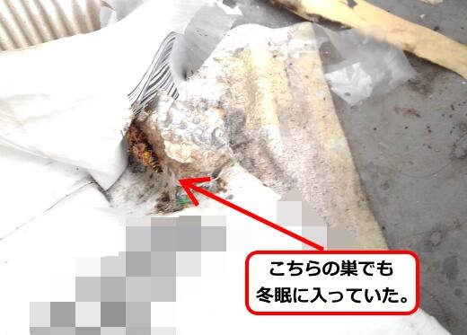 アシナガバチ巣冬眠