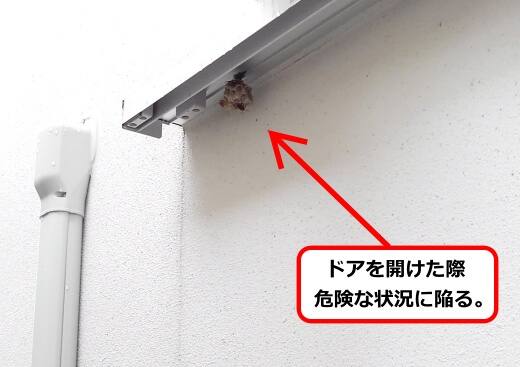 6月13日アシナガバチ