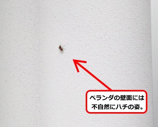 ベランダ壁面ハチ