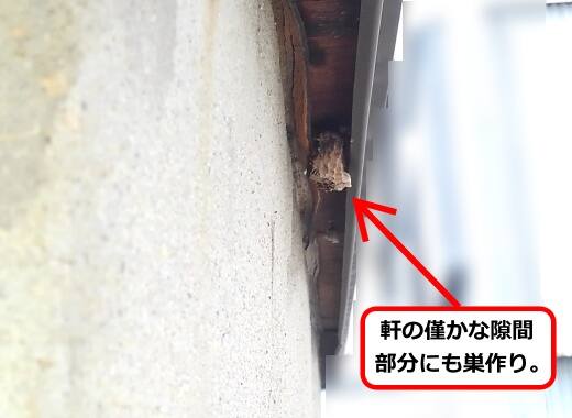 軒隙間蜂の巣