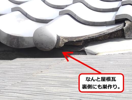 屋根瓦蜂の巣