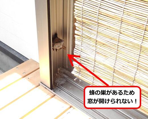 7月22日アシナガバチ