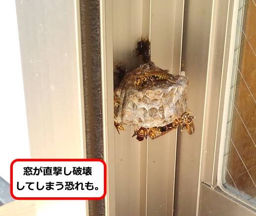 サッシ内側蜂の巣