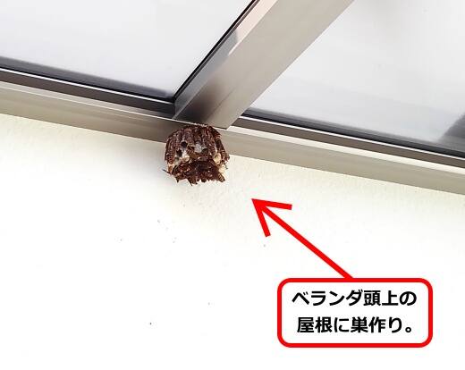 7月31日アシナガバチ