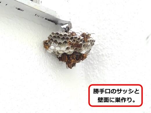 8月5日アシナガバチ