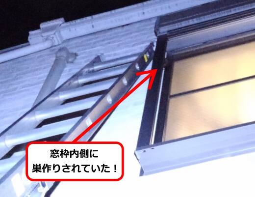 9月20日アシナガバチ