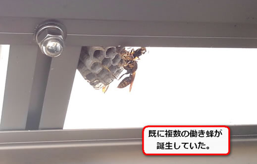 アシナガバチ巣雨よけ屋根