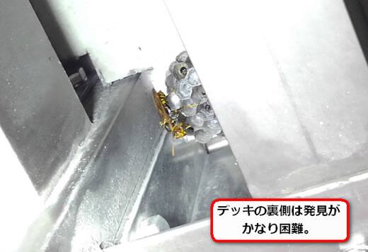 アシナガバチ巣デッキ裏