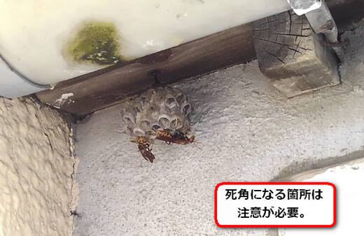 アシナガバチ巣軒
