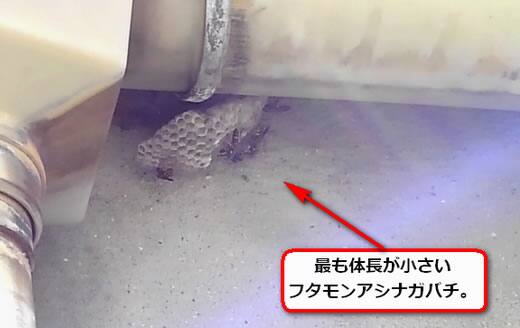 アシナガバチ巣雨樋