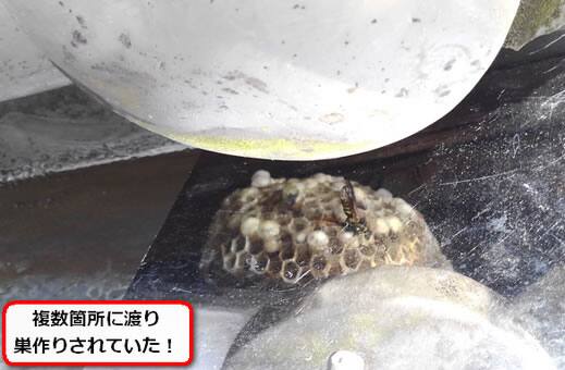 アシナガバチ巣屋根瓦