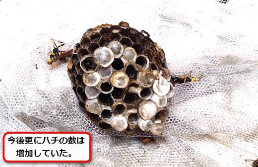 セグロアシナガバチの巣