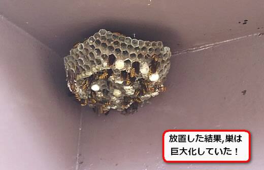 アシナガバチ巣階段