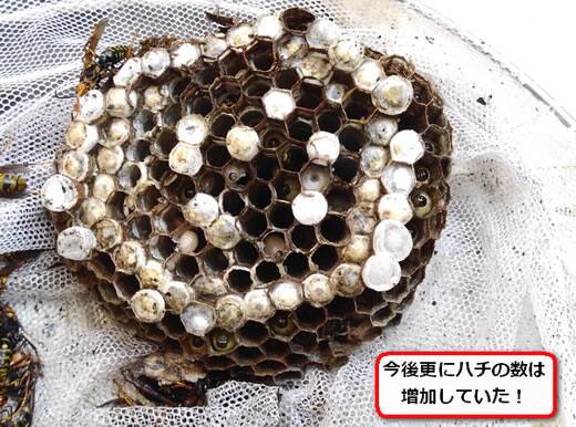 セグロアシナガバチの巣