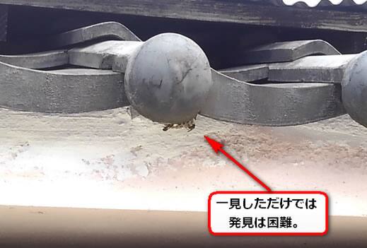アシナガバチ巣屋根瓦