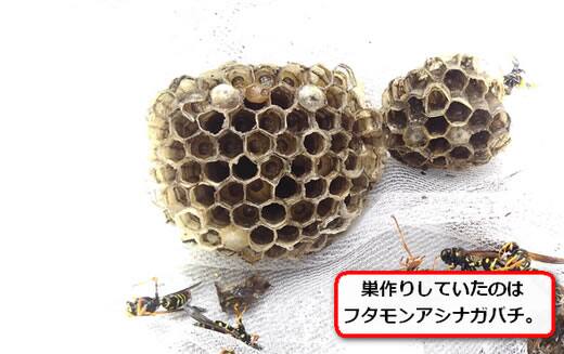 フタモンアシナガバチの巣