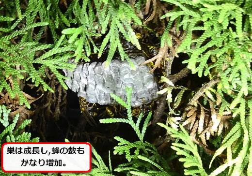 アシナガバチ植木