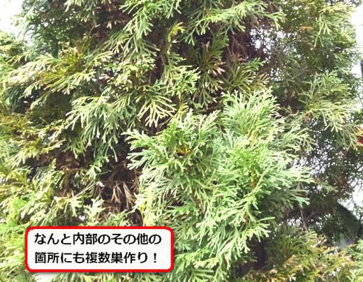 蜂の巣植木内部