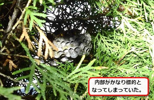 蜂退治植木内部
