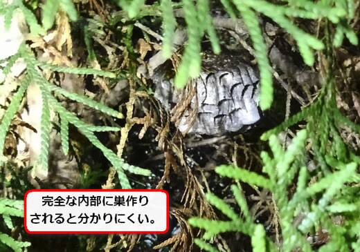 アシナガバチ巣植木枝