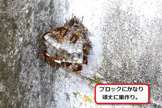 アシナガバチ巣ブロック塀