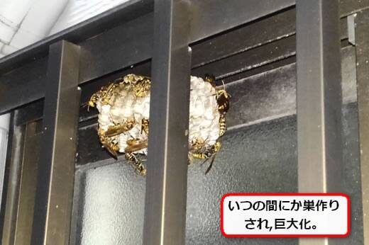アシナガバチ巣浴室窓