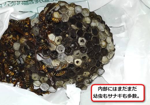 セグロアシナガバチ巣
