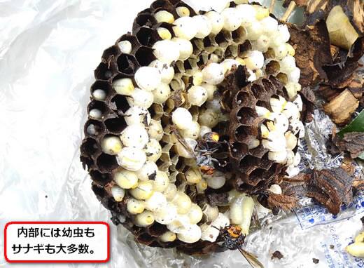 コガタスズメバチ巣
