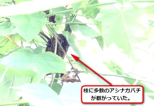 ハチ群がり植え込み