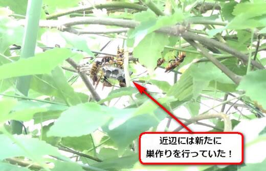 アシナガバチ植え込み