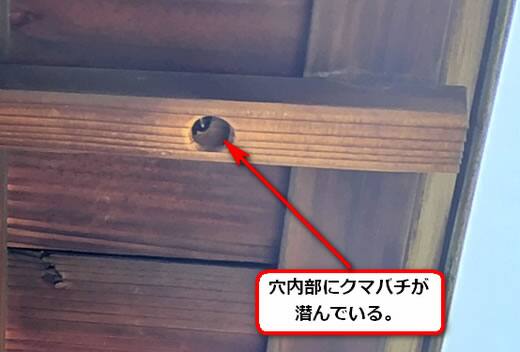 キムネクマバチの巣駆除