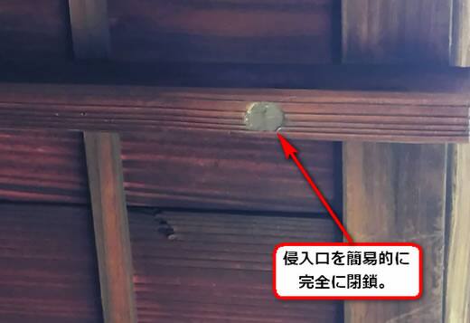 クマバチ巣穴完全閉鎖