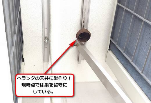 スズメバチ駆除ベランダ天井