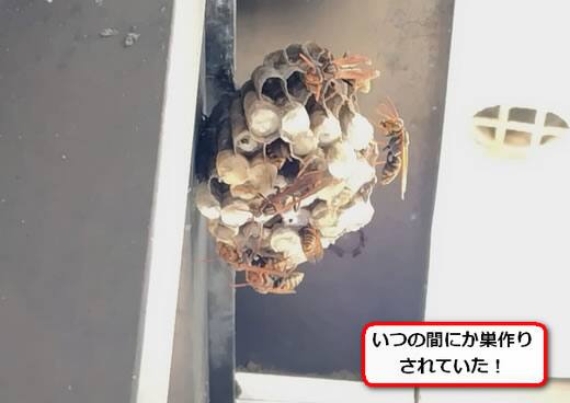 セグロアシナガバチの巣駆除