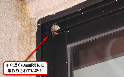 アシナガバチ駆除窓サッシ