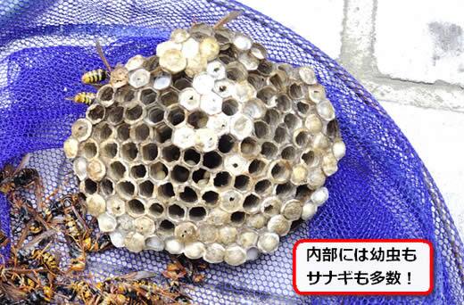 セグロアシナガバチの巣内部