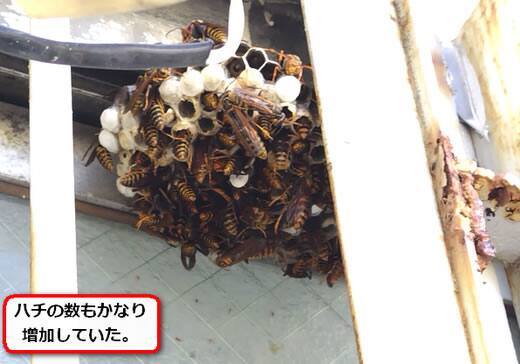 セグロアシナガバチの巣駆除