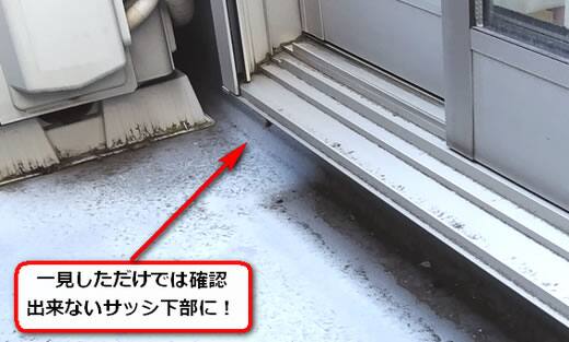 6月12日アシナガバチ